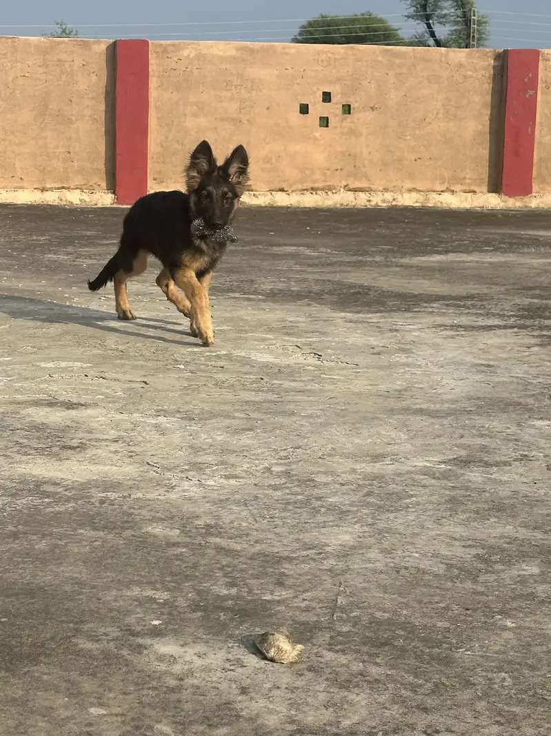 GERMAN SHEPHERD — photo 9