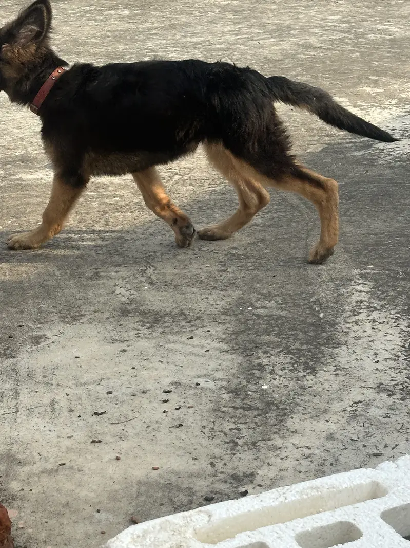 GERMAN SHEPHERD — photo 10