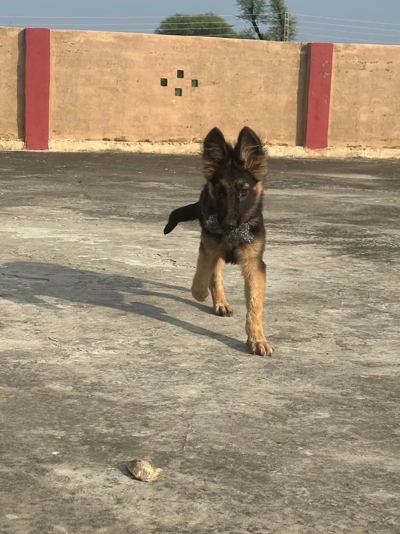 GERMAN SHEPHERD — photo 11
