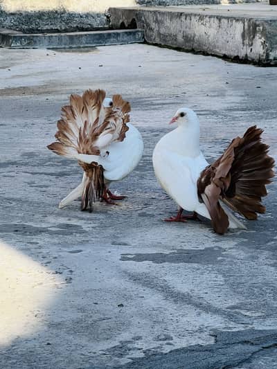 Brown Tail Pigeons for sale