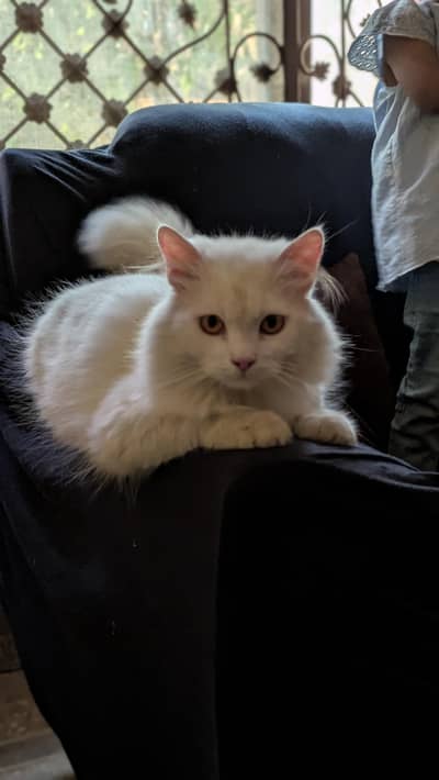 Persian Male Cat – 12 Months – Healthy & Playful