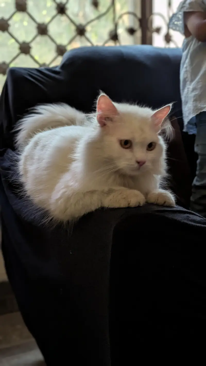 Persian Male Cat – 12 Months – Healthy & Playful — photo 2