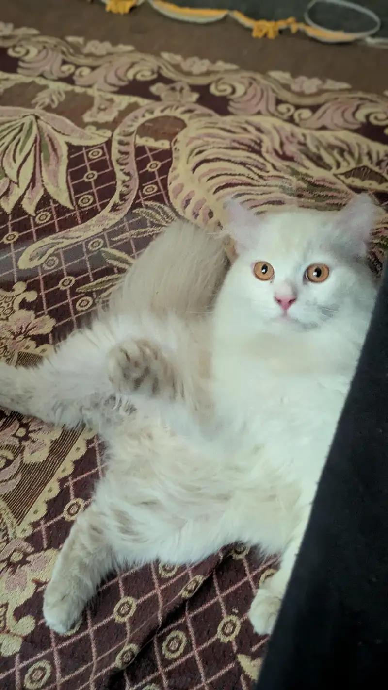 Persian Male Cat – 12 Months – Healthy & Playful — photo 3