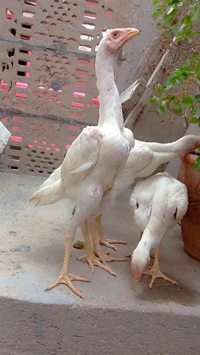 High quality king shamo for sale ( 30,000 Trio)