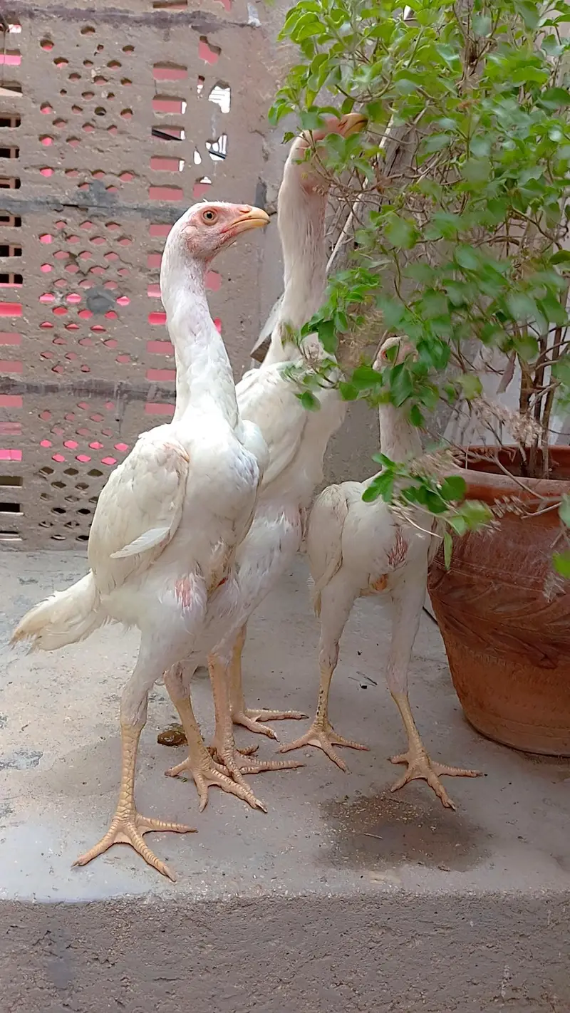 High quality king shamo for sale ( 30,000 Trio) — photo 2