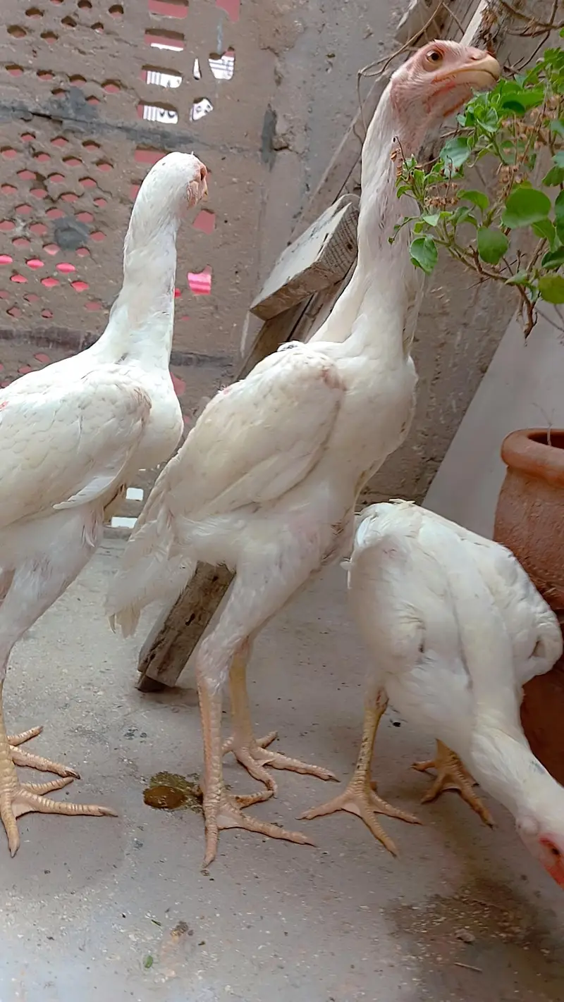 High quality king shamo for sale ( 30,000 Trio) — photo 3
