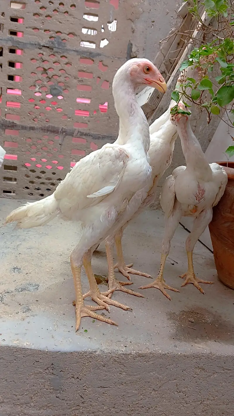 High quality king shamo for sale ( 30,000 Trio) — photo 4