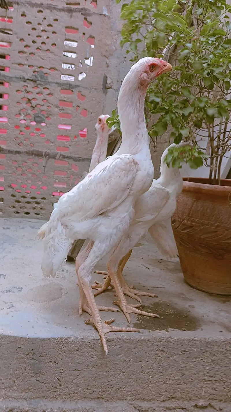 High quality king shamo for sale ( 30,000 Trio) — photo 5