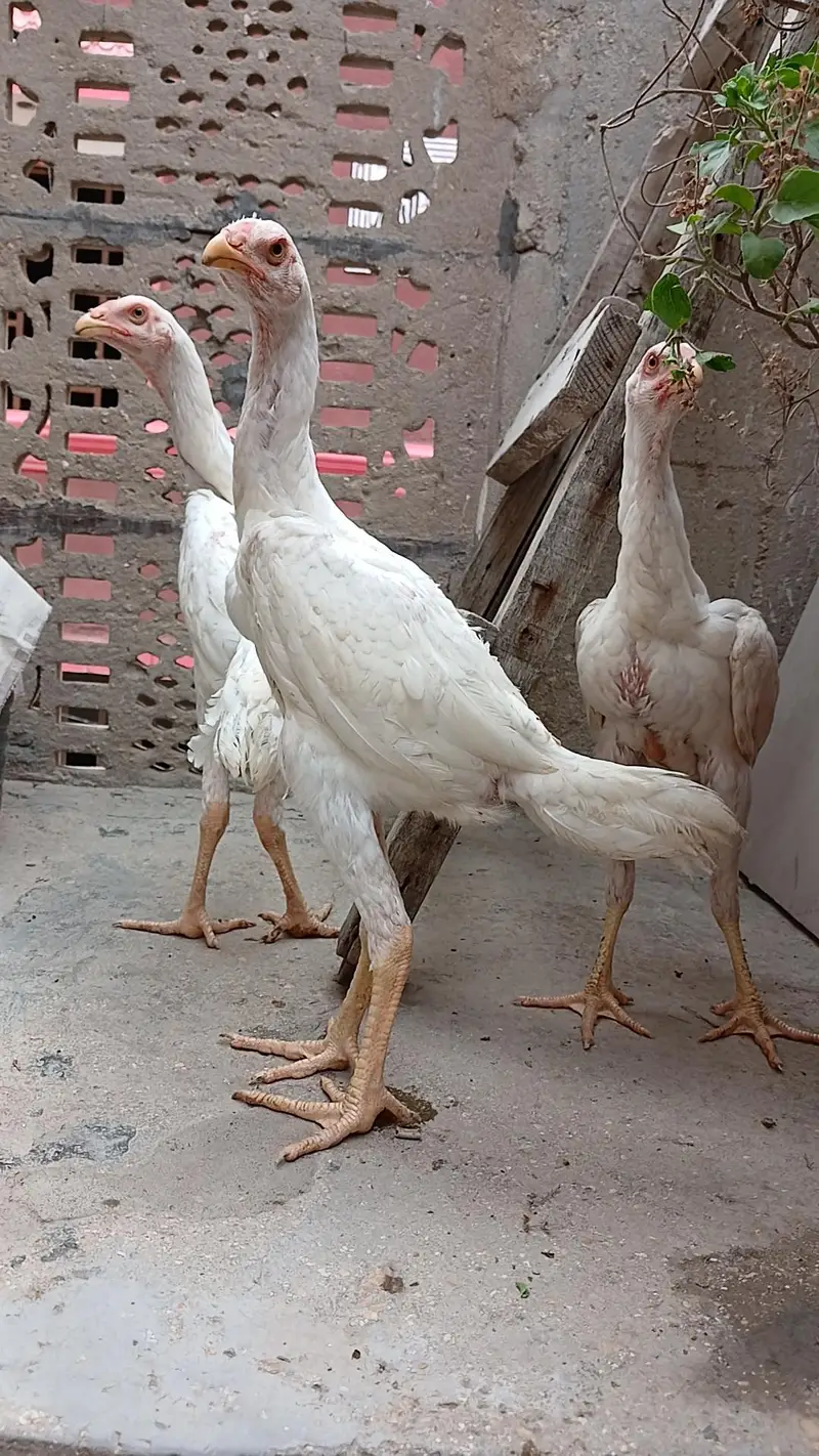 High quality king shamo for sale ( 30,000 Trio) — photo 6