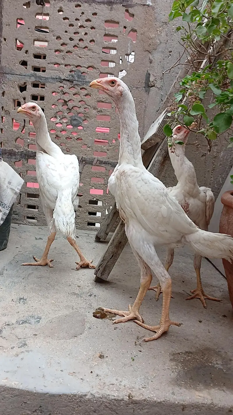 High quality king shamo for sale ( 30,000 Trio) — photo 7