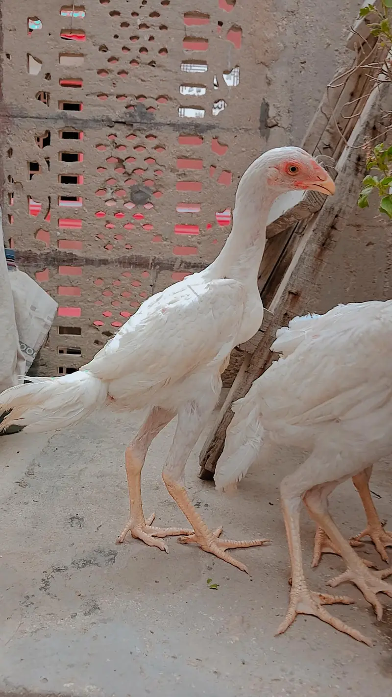 High quality king shamo for sale ( 30,000 Trio) — photo 8