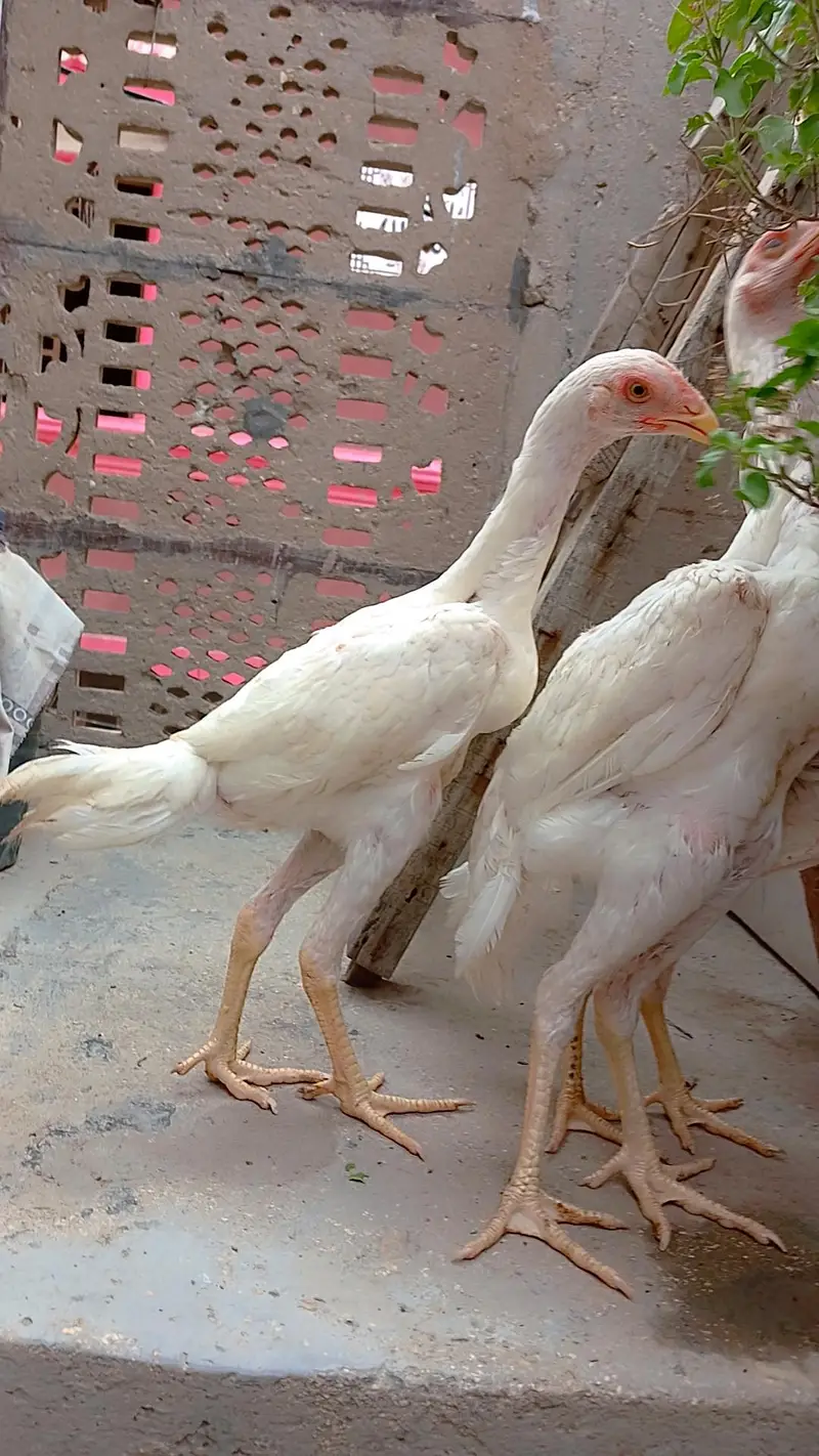 High quality king shamo for sale ( 30,000 Trio) — photo 9