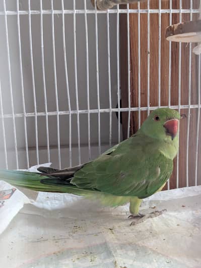 Young & Healthy 6 months old Ringneck Parrot for Sale