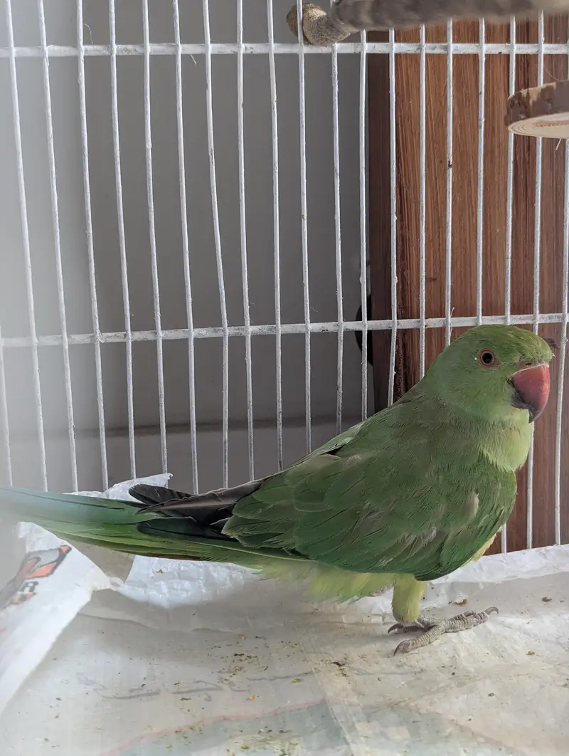 Young & Healthy 6 months old Ringneck Parrot for Sale — photo 2