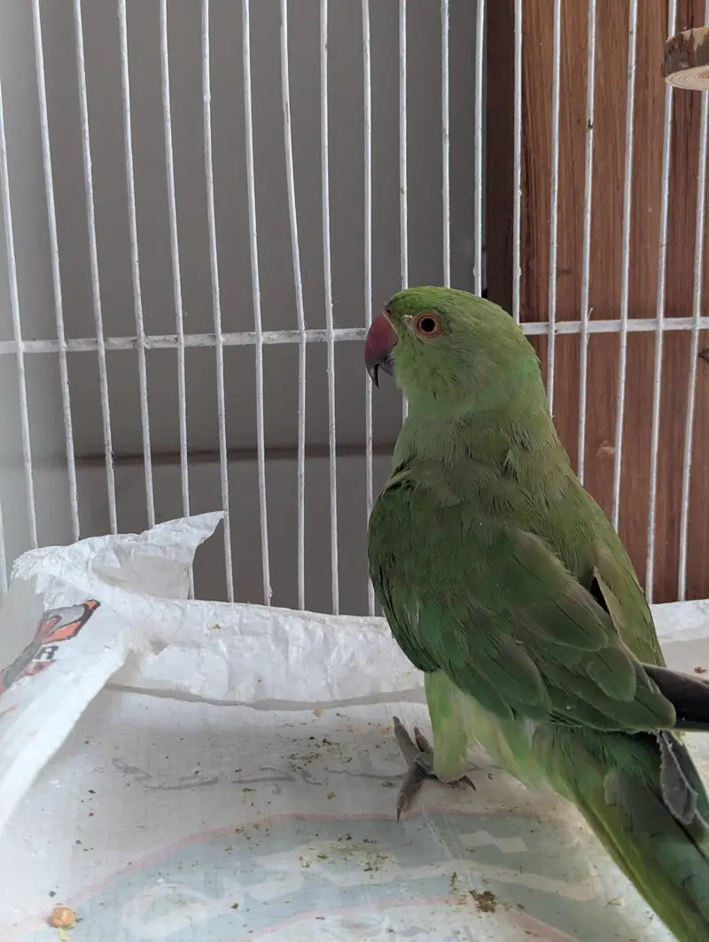 Young & Healthy 6 months old Ringneck Parrot for Sale — photo 3