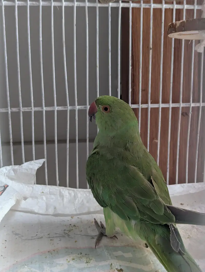 Young & Healthy 6 months old Ringneck Parrot for Sale — photo 4