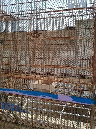 cage 8 portion available lotion lovebirds cocktails###