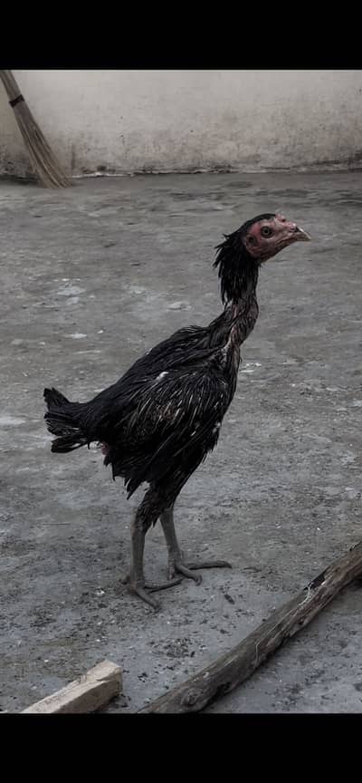 Burmi female