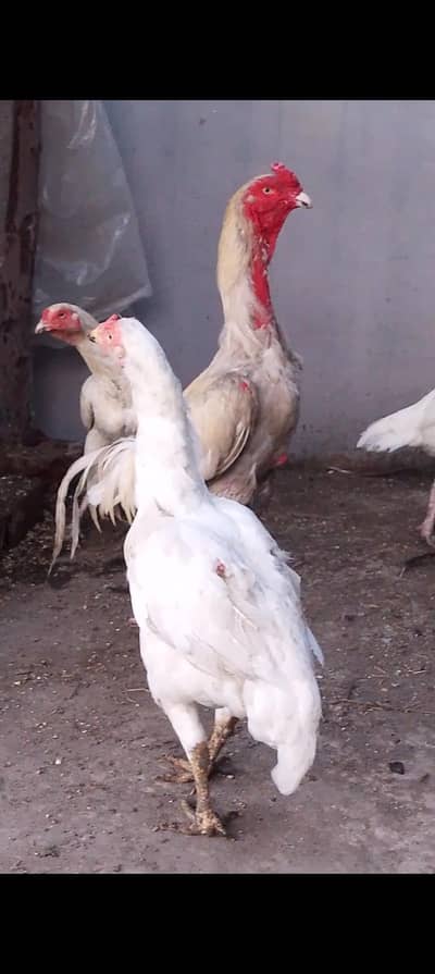 1 white shamo male + 2 paper white female