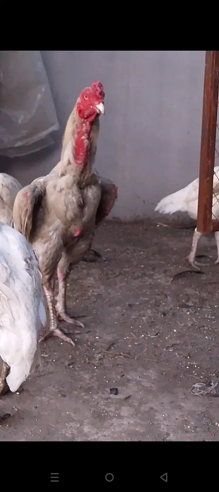 1 white shamo male + 2 paper white female — photo 2