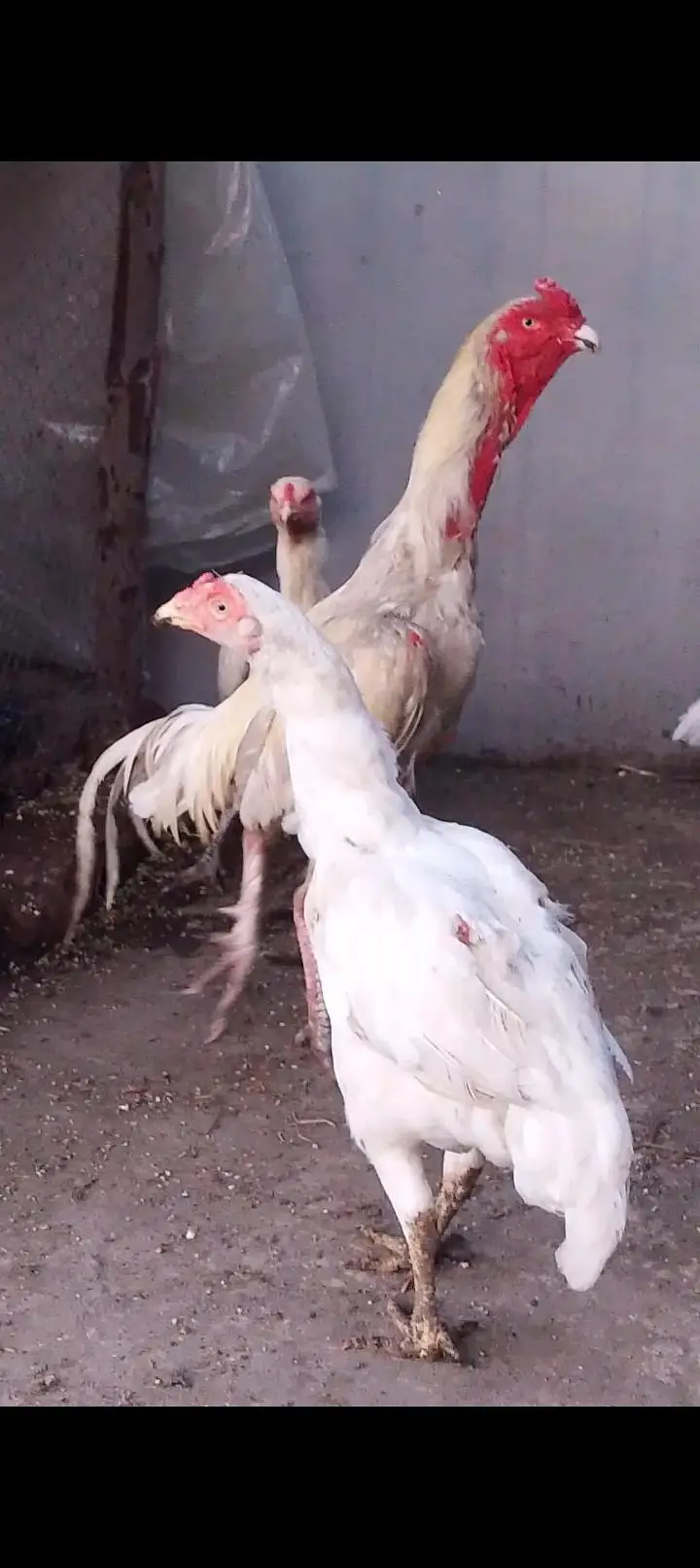 1 white shamo male + 2 paper white female — photo 3