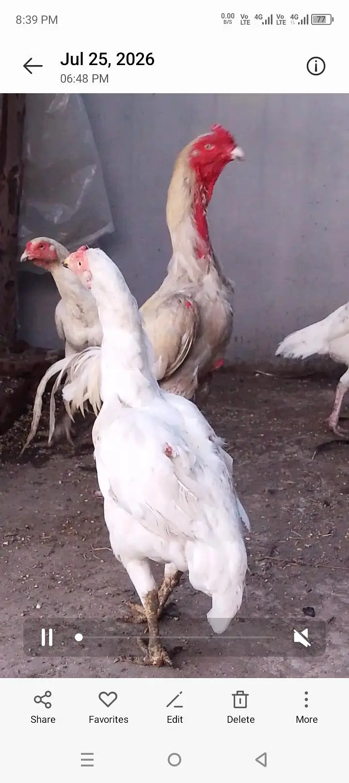 1 white shamo male + 2 paper white female — photo 4