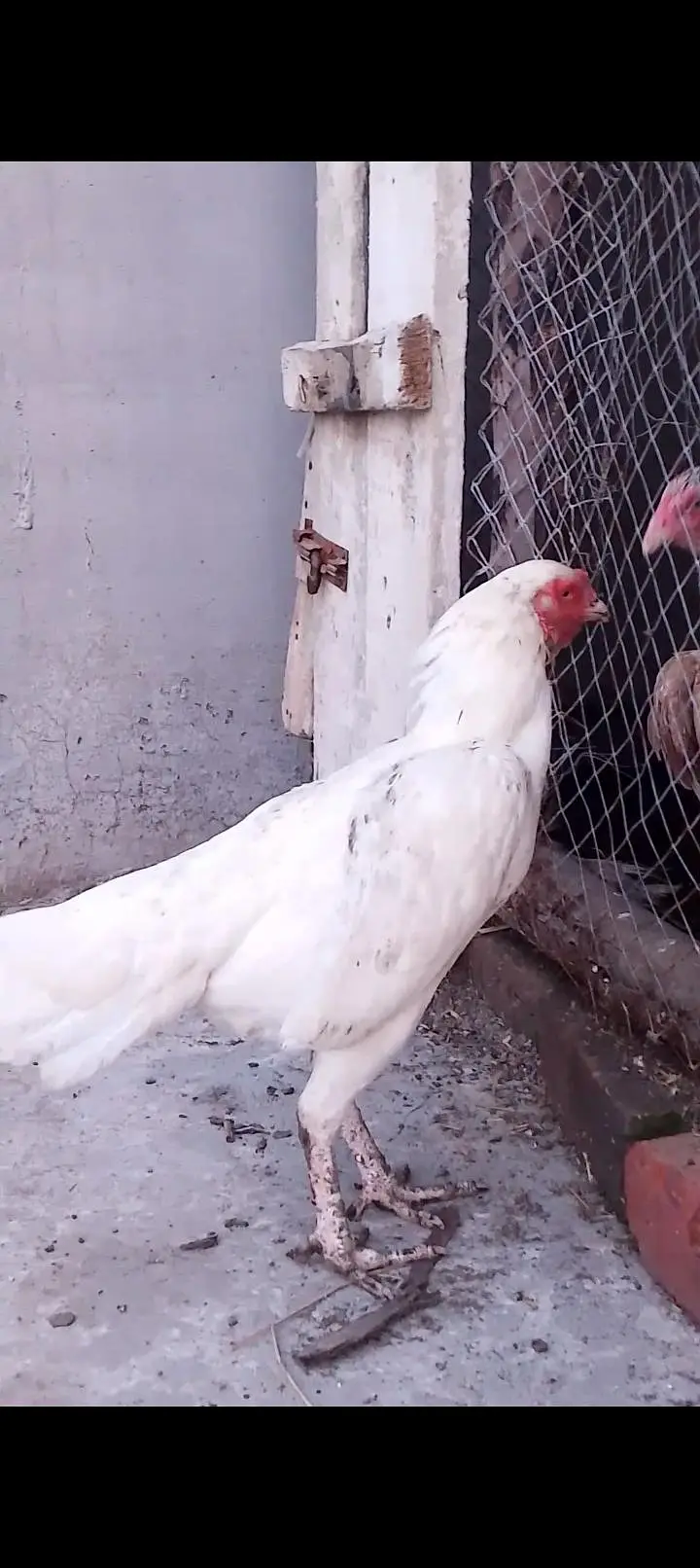 1 white shamo male + 2 paper white female — photo 5