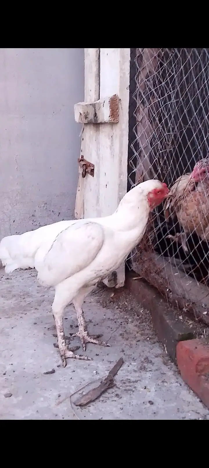 1 white shamo male + 2 paper white female — photo 6