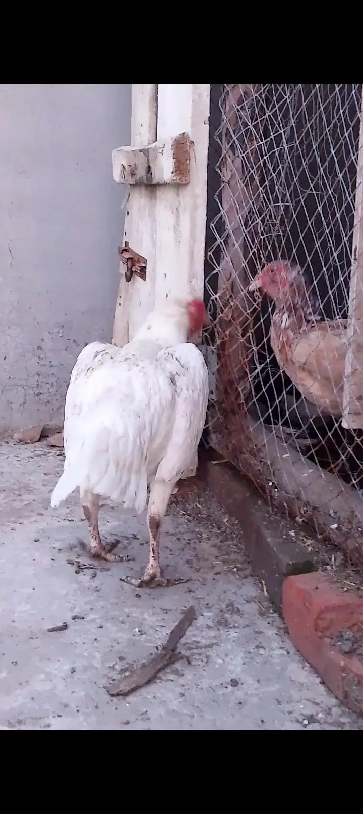 1 white shamo male + 2 paper white female — photo 7