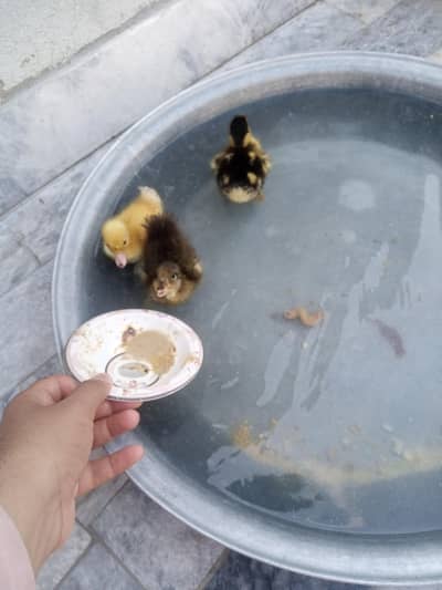 ducks
