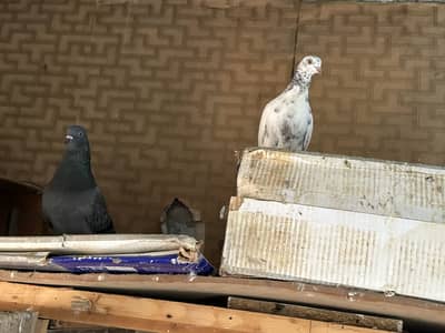 i want to sell my all pigeons