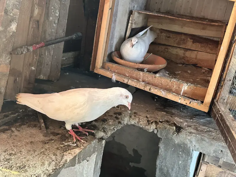 i want to sell my all pigeons — photo 2