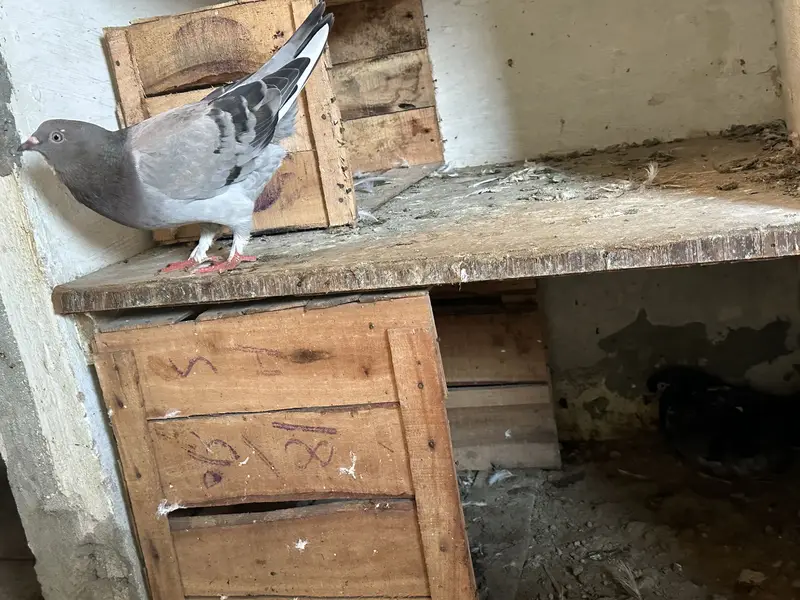 i want to sell my all pigeons — photo 3