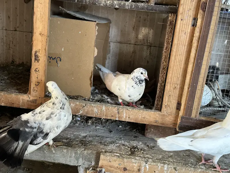 i want to sell my all pigeons — photo 4