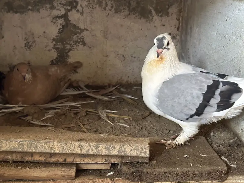 i want to sell my all pigeons — photo 5