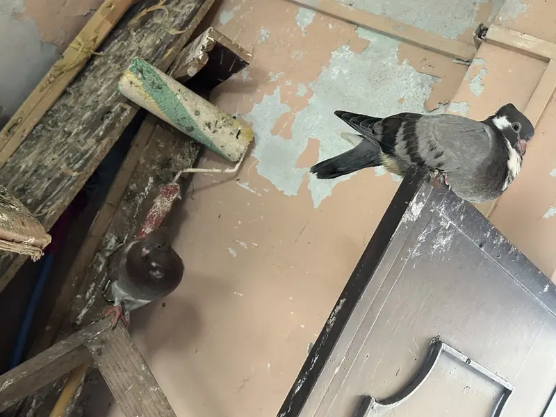 i want to sell my all pigeons — photo 6