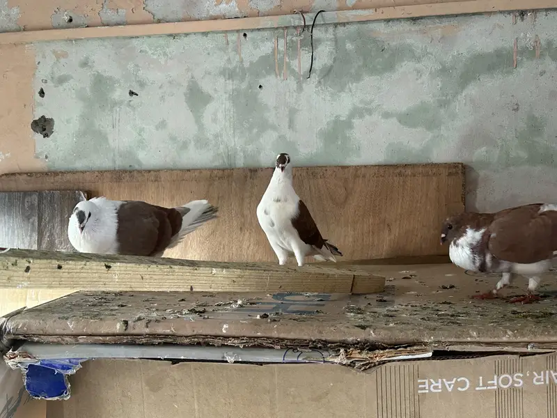 i want to sell my all pigeons — photo 7