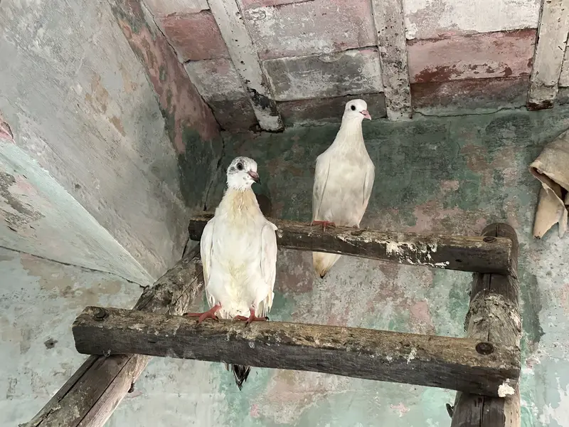 i want to sell my all pigeons — photo 8