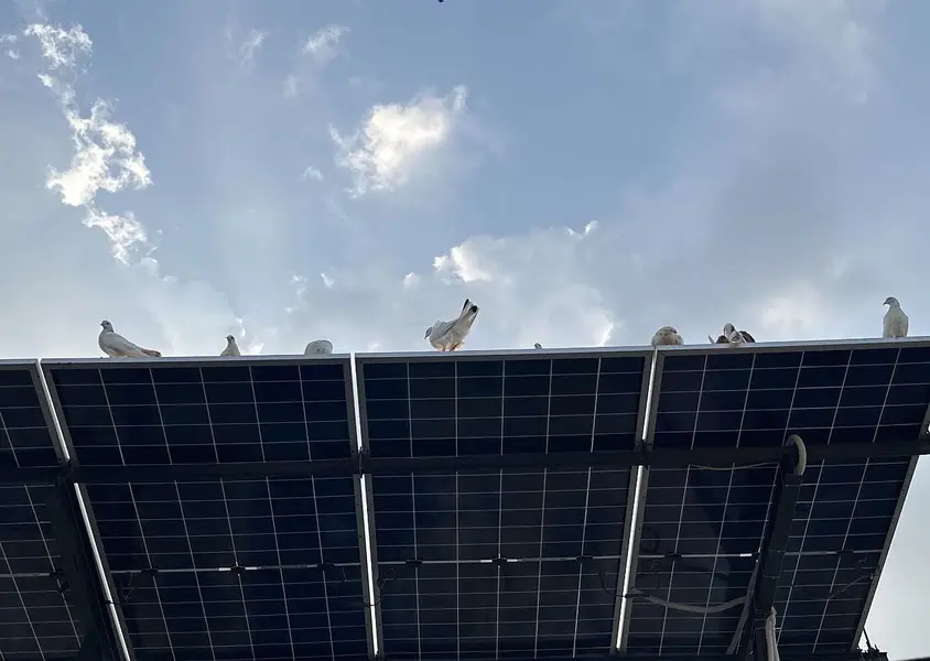 i want to sell my all pigeons — photo 9