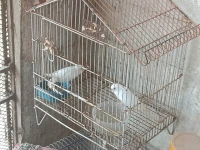 Albino budgies