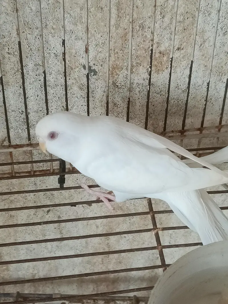 Albino budgies — photo 2