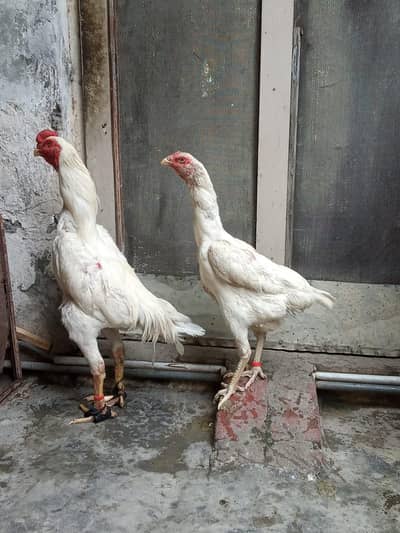 pure japanese white shamo pair
