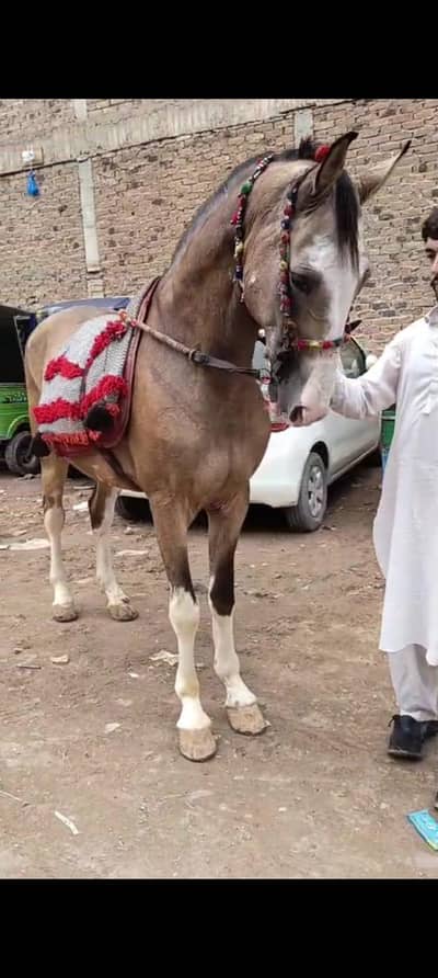 horse kaad 63 inch