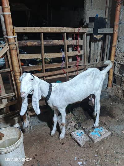 Rajan Puri Bakri Or Iska 2 Bacha Hn  Sale Krna H Argent