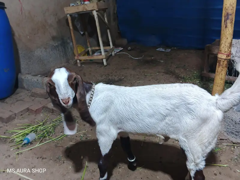 Rajan Puri Bakri Or Iska 2 Bacha Hn  Sale Krna H Argent — photo 2
