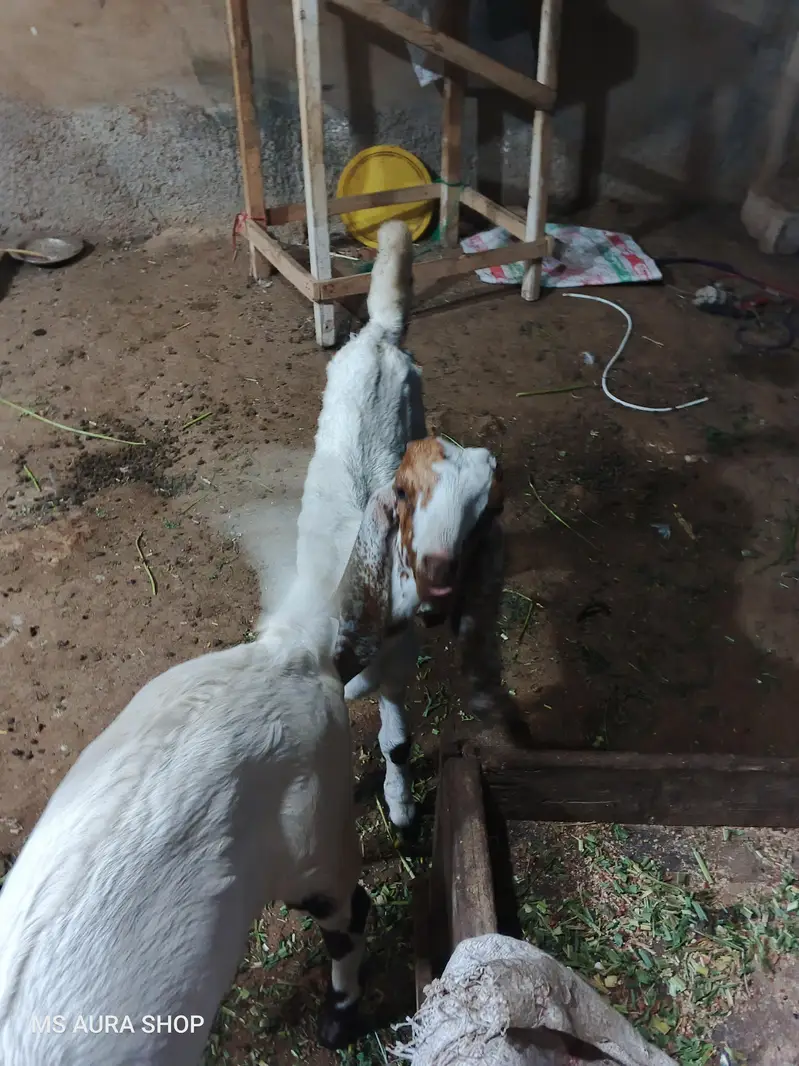 Rajan Puri Bakri Or Iska 2 Bacha Hn  Sale Krna H Argent — photo 3