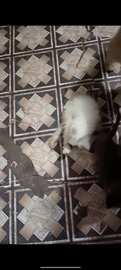Persian cat urgent for sale
