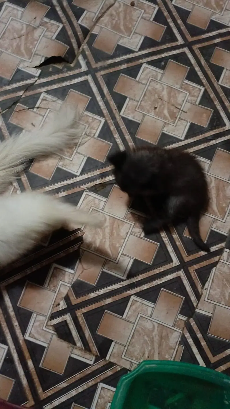 Persian cat urgent for sale — photo 2