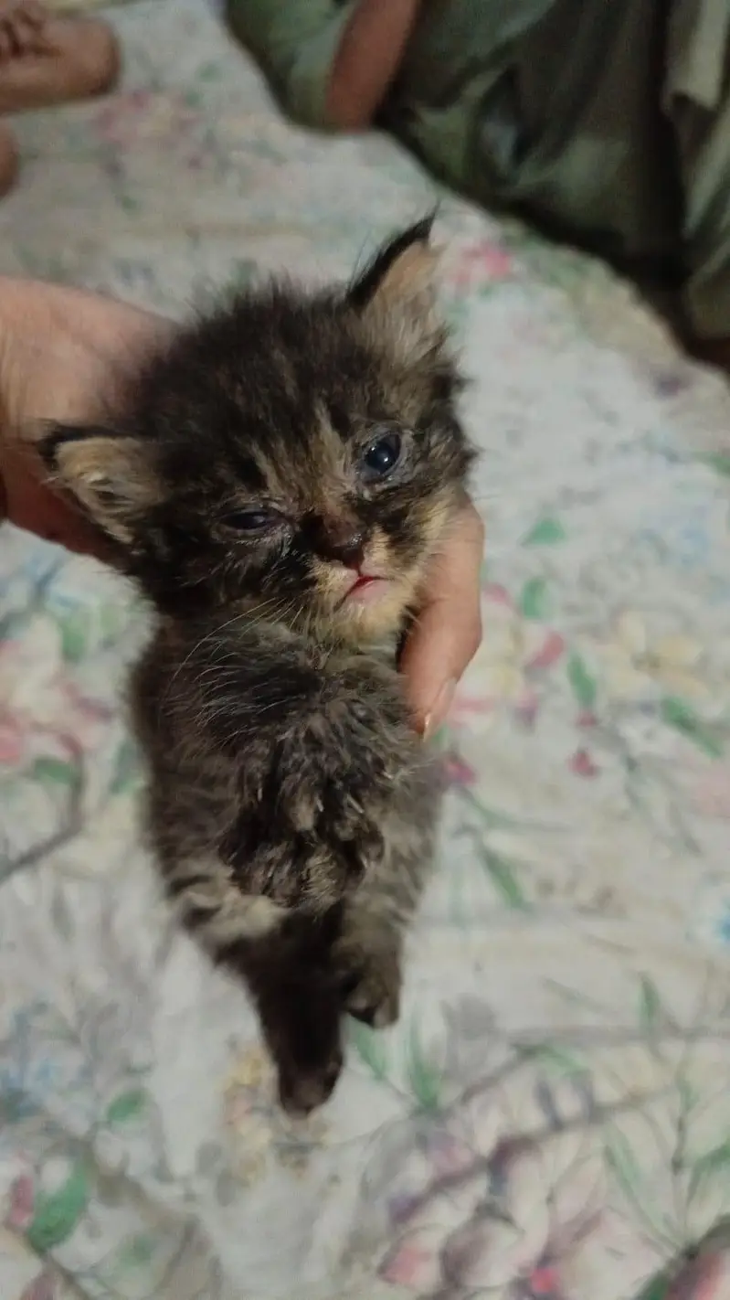 Persian cat urgent for sale — photo 3