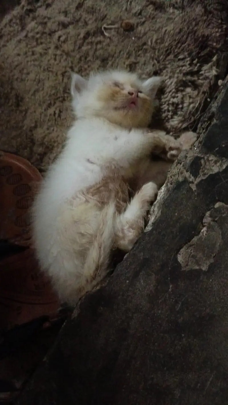 Persian cat urgent for sale — photo 4